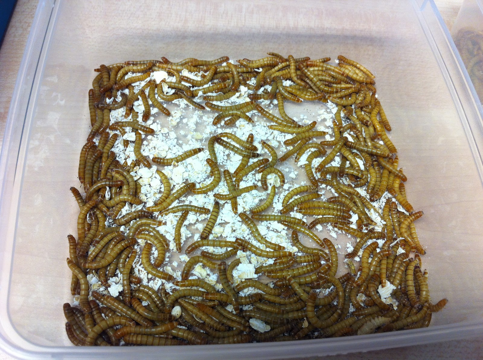 EDP 4G Mealworms Day 4, Monday, 6/2/12